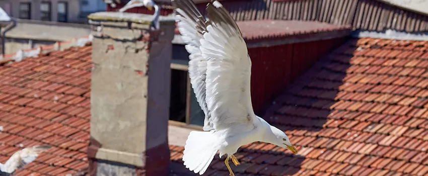 Residential Chimney Animal Removal Solution in Sycamore, IL